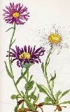 Vegetazione spontanea Aster alpinus
